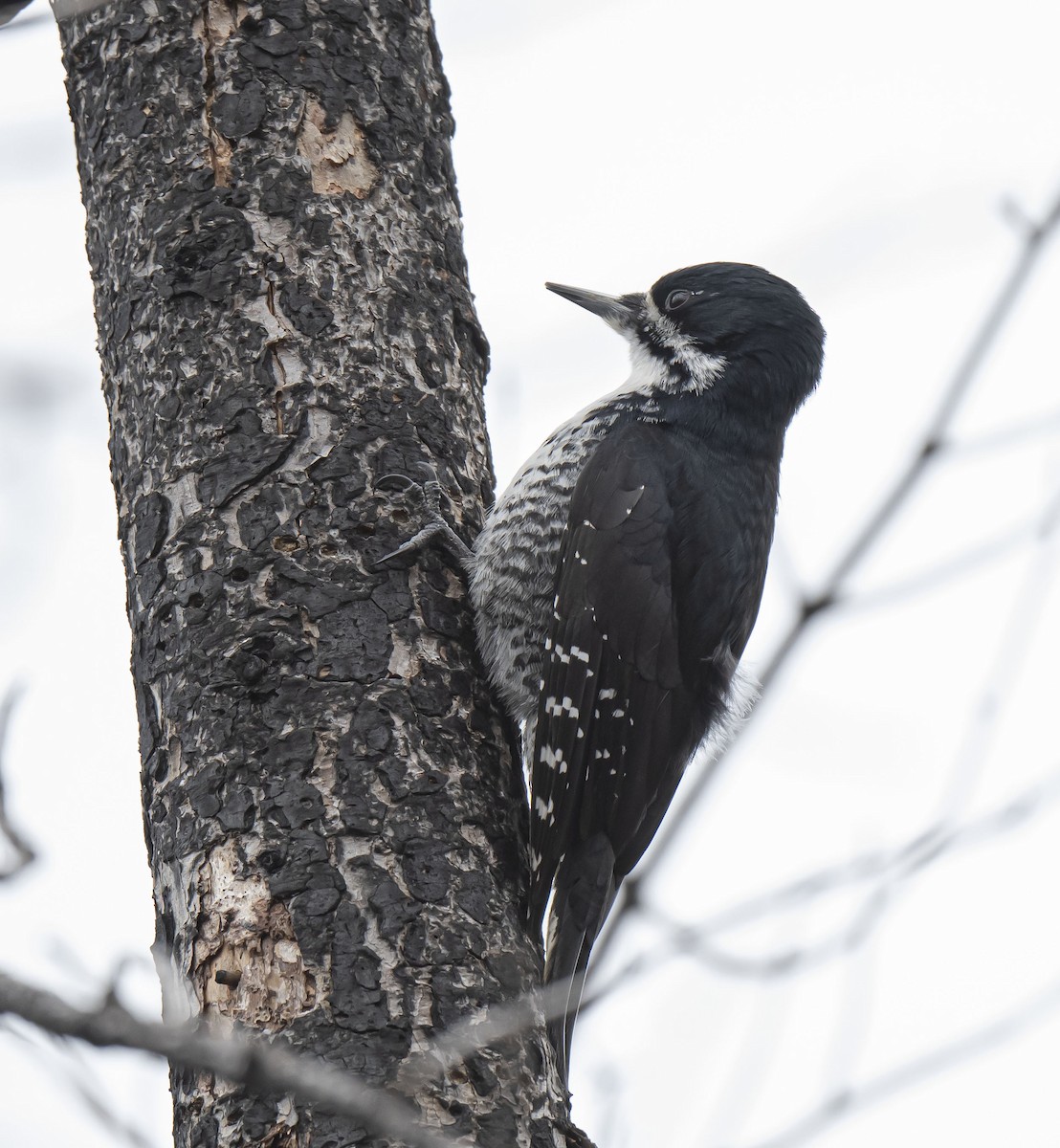 Black-backed Woodpecker - ML440296441