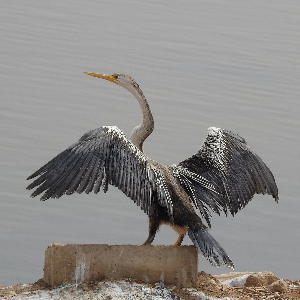 African Darter - ML440296491