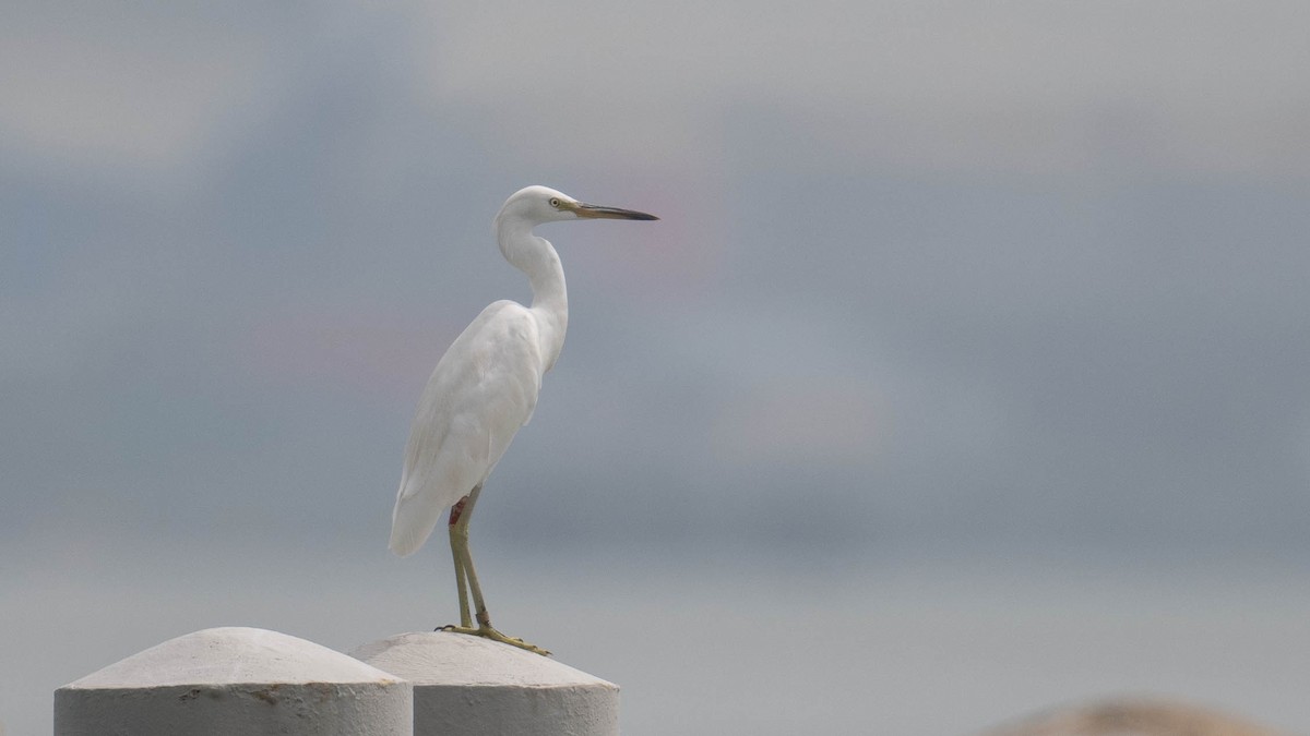 Chinese Egret - Vincent Yeow-Ming NG