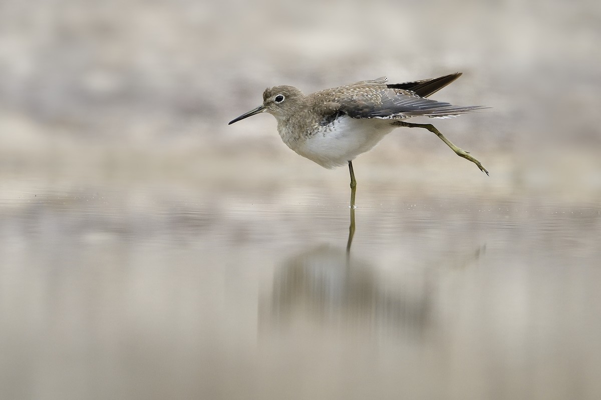 Solitary Sandpiper - Paul Maury