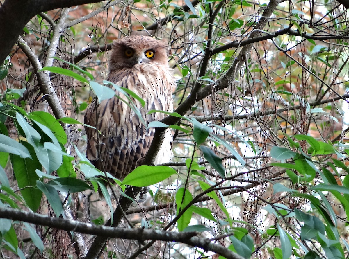Philippine Eagle-Owl - ML440298221