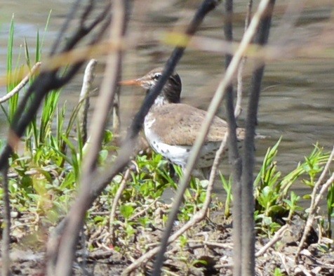Spotted Sandpiper - Rick Nelson