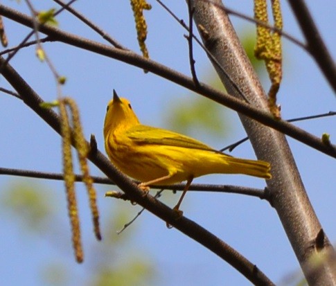 Yellow Warbler - Rick Nelson