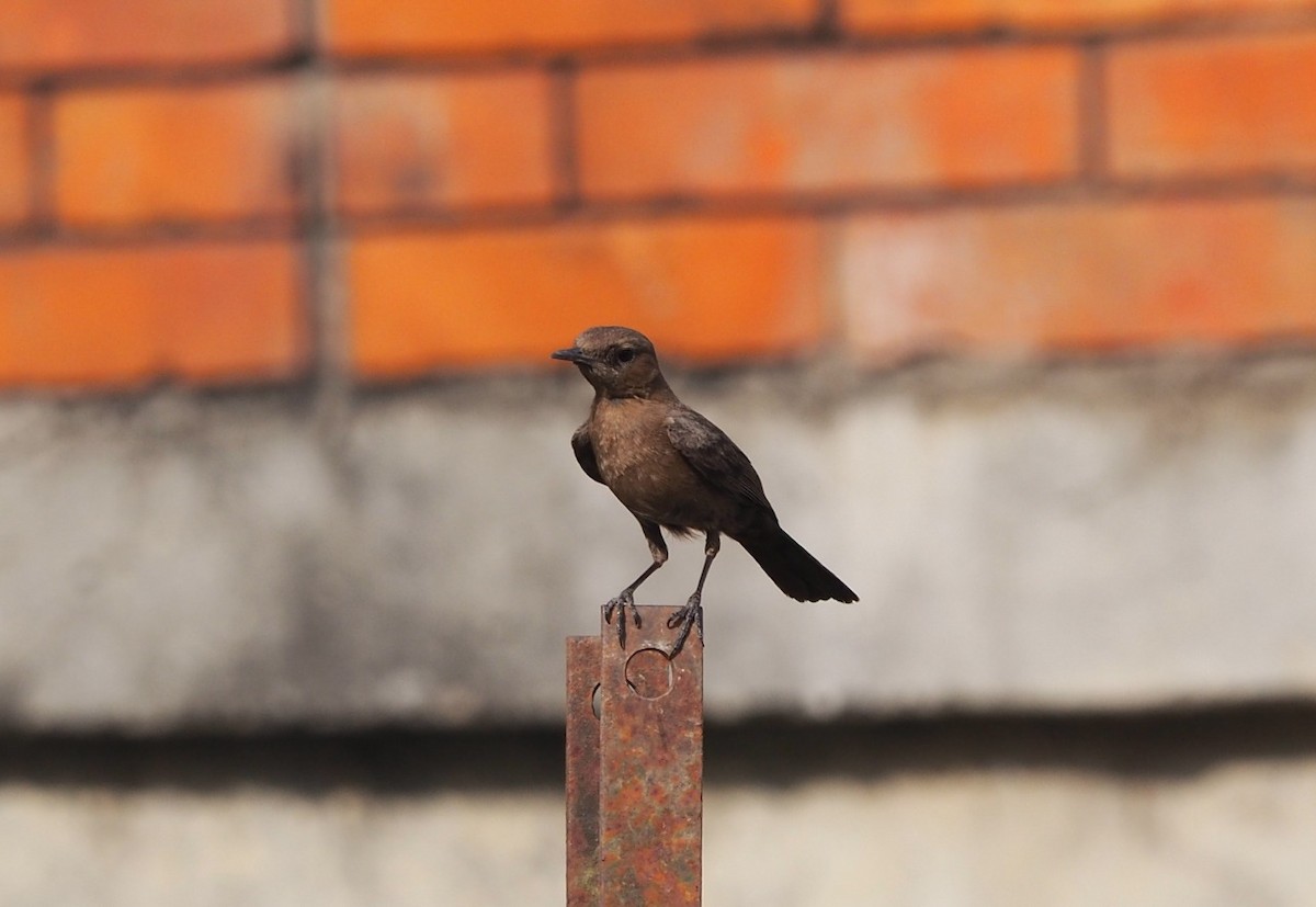 Brown Rock Chat - ML440299661