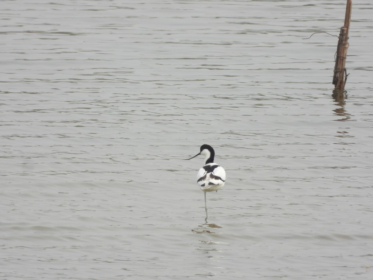 Pied Avocet - Zhuofei Lu