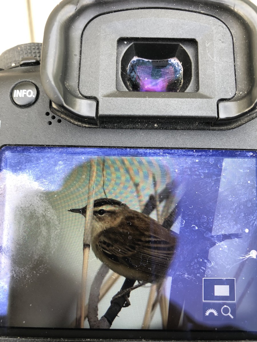 Sedge Warbler - ML440304121