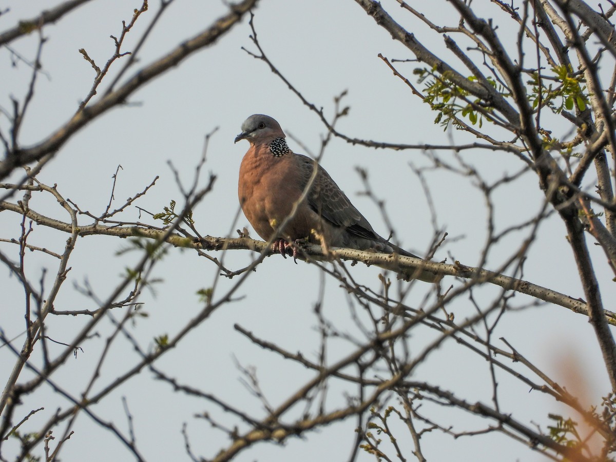カノコバト（chinensis／tigrina） - ML440304551