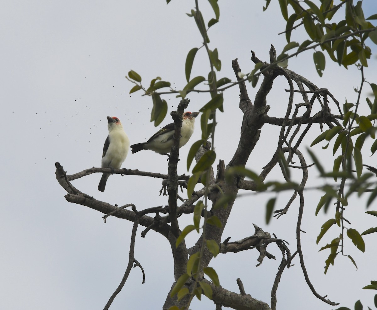 Chaplin's Barbet - ML440305731