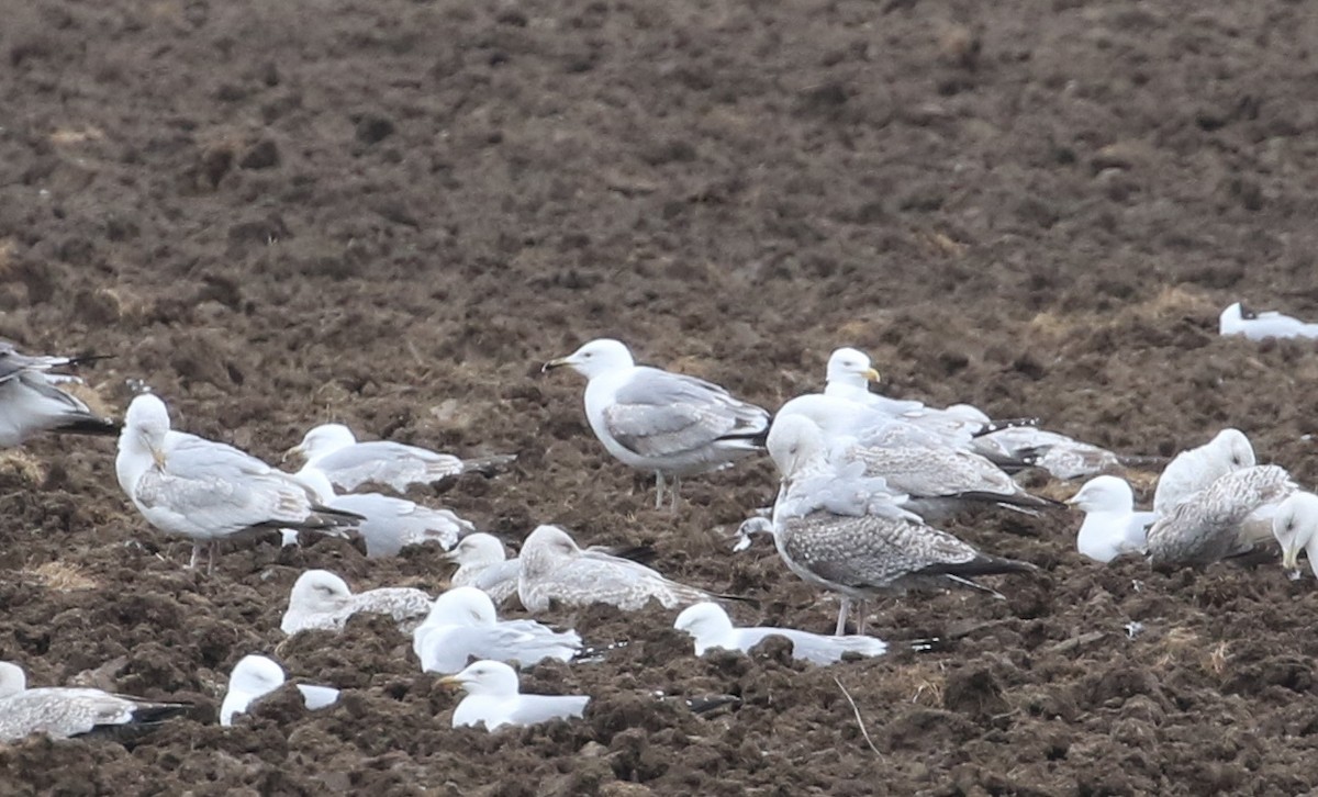 Caspian Gull - ML440305771