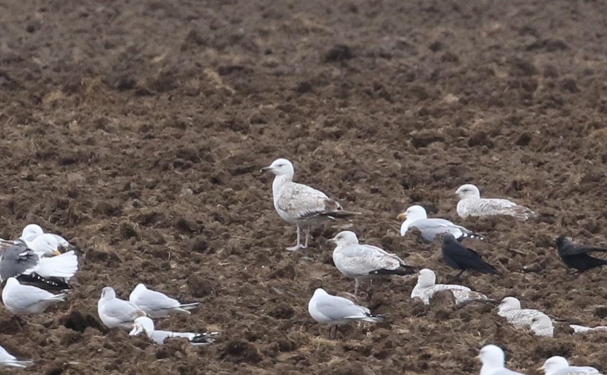 Caspian Gull - ML440305781