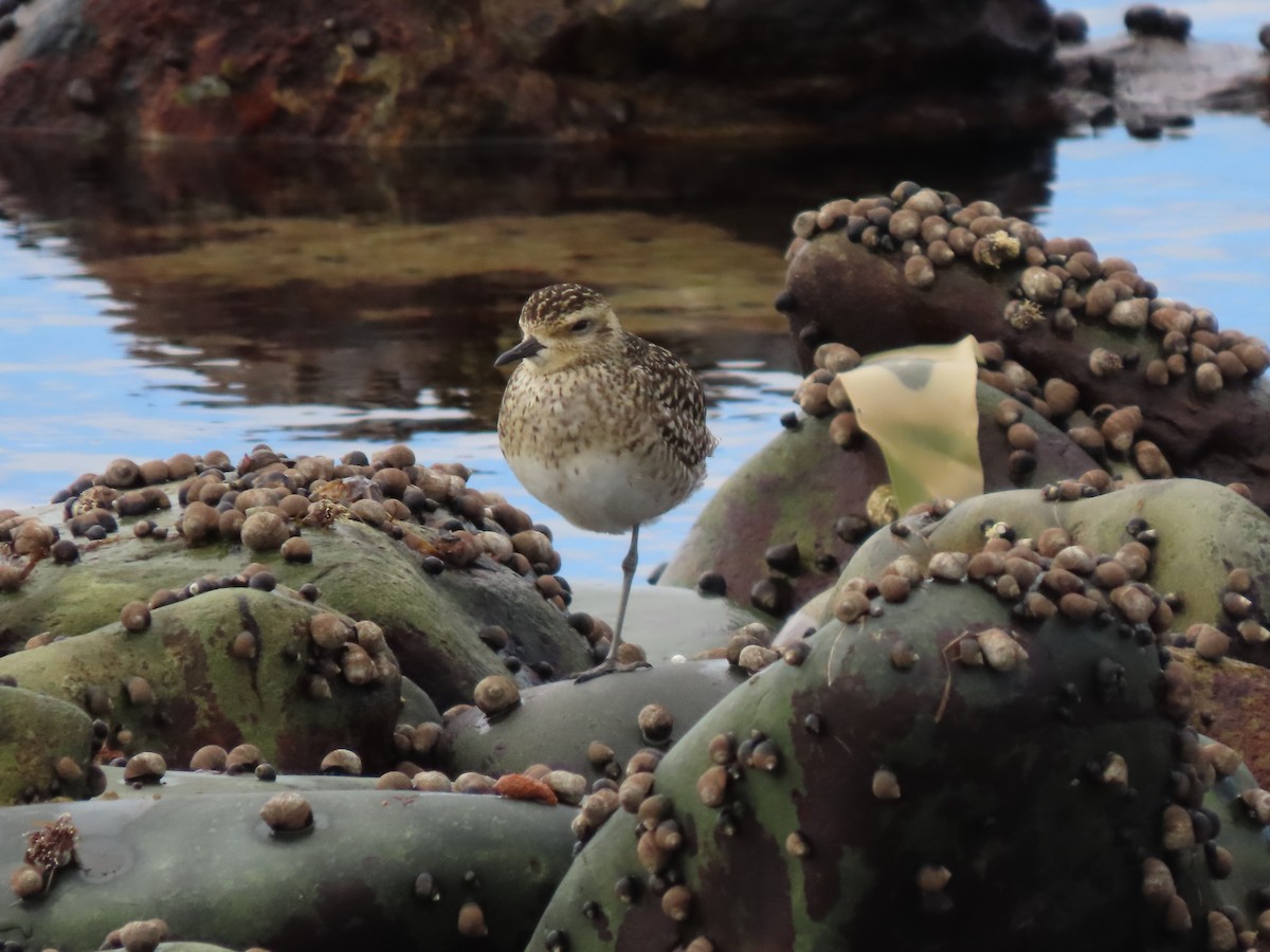 Pacific Golden-Plover - ML440305881