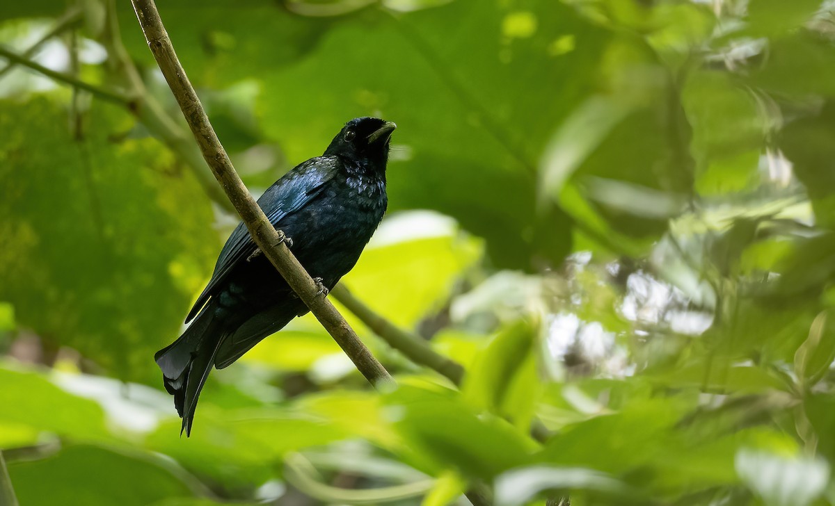 Drongo Balicassio (balicassius/abraensis) - ML440306481