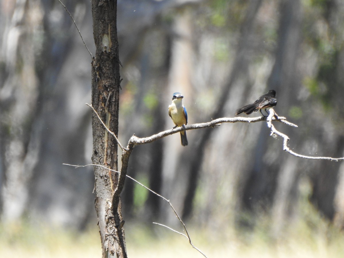 Sacred Kingfisher - DS Ridley