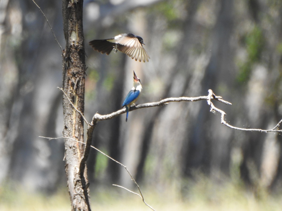 Sacred Kingfisher - DS Ridley