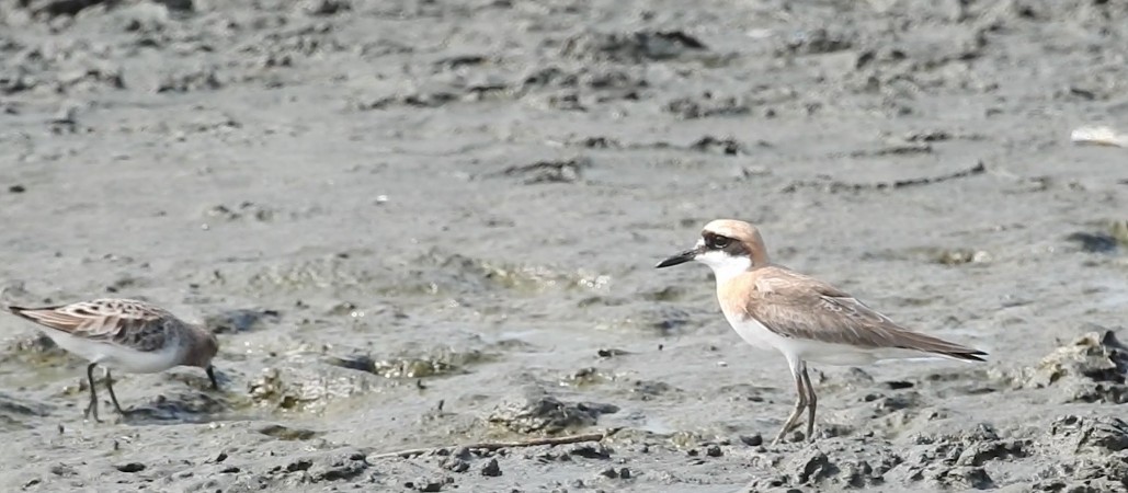 Greater Sand-Plover - ML440307771