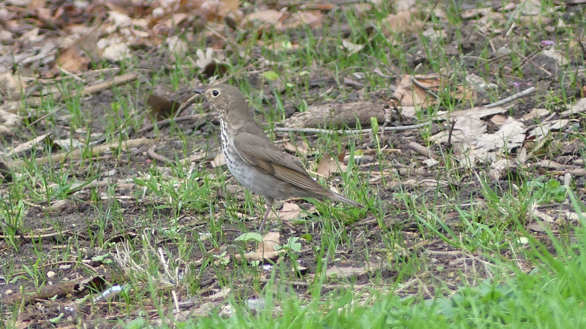 Swainson's Thrush - ML440307861