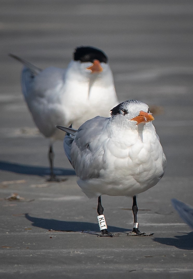 Royal Tern - ML440308501