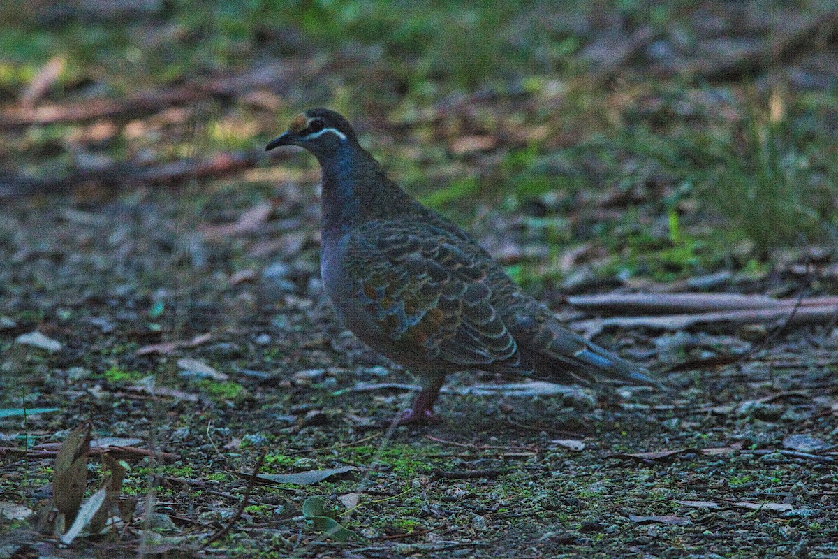 Common Bronzewing - ML440308811