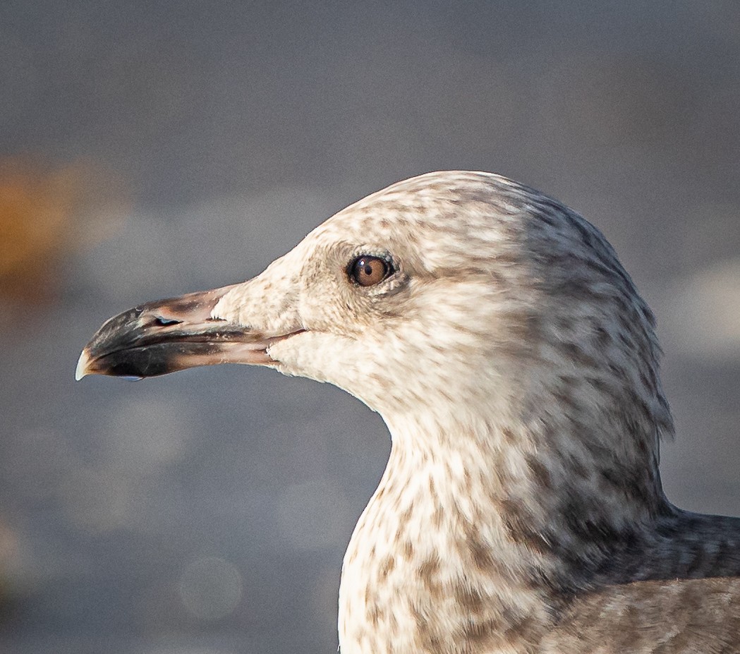 Herring Gull - ML440309341