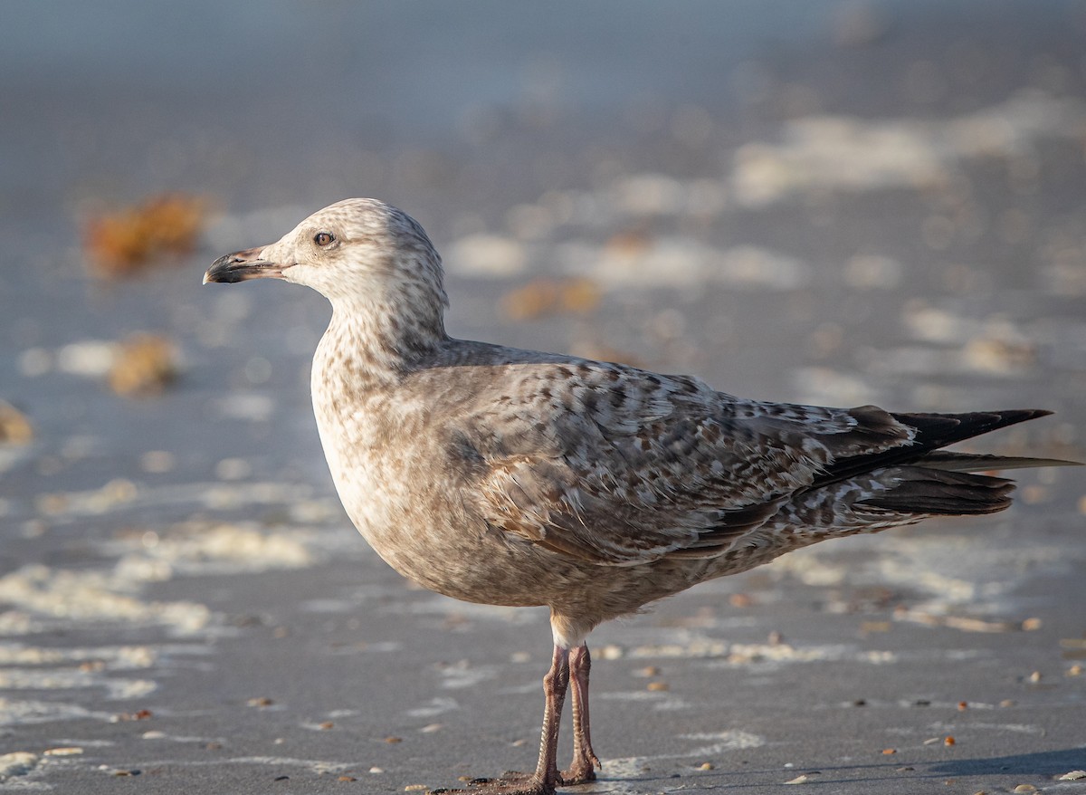 Gaviota Argéntea - ML440309351