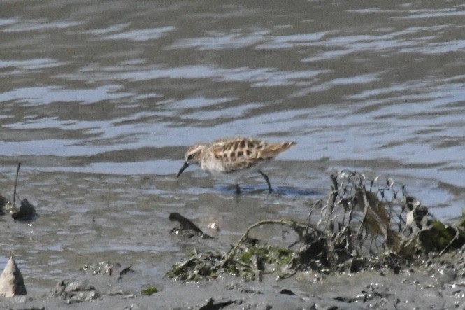 Western Sandpiper - ML440309861