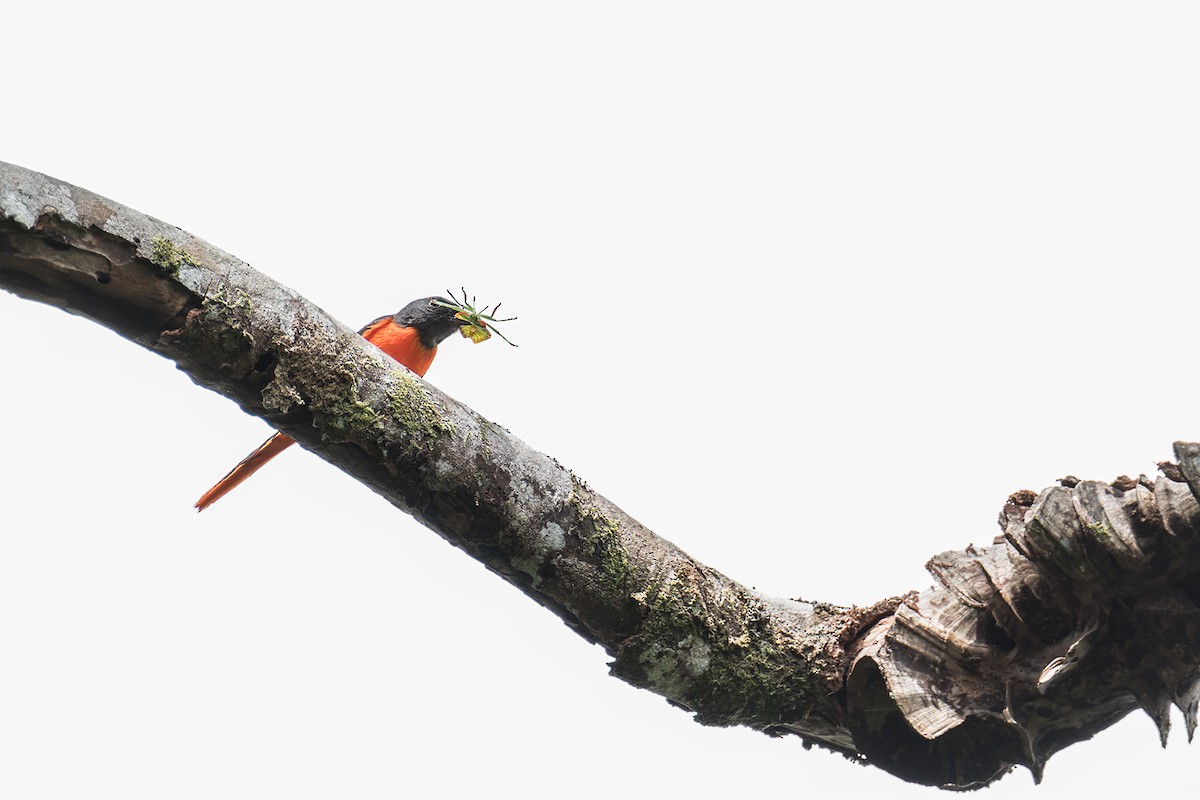 Graukehl-Mennigvogel (montanus/cinereigula) - ML440311511