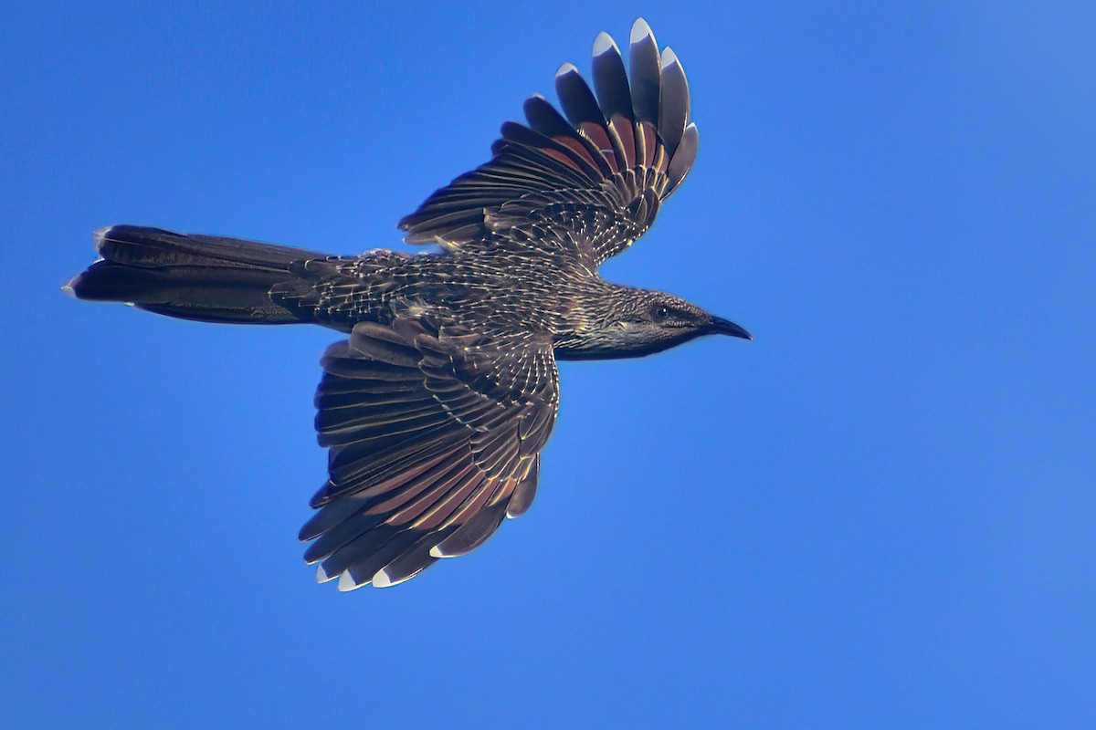 Little Wattlebird - Ken Tay