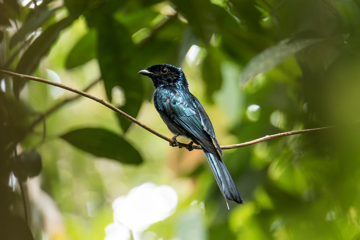 Drongo de Raquetas Chico - ML440311631