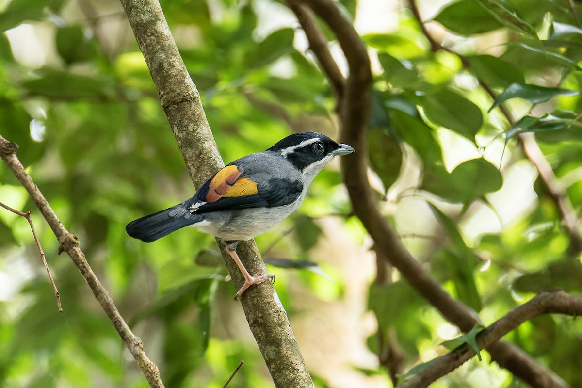 White-browed Shrike-Babbler [aeralatus Group] - ML440311661