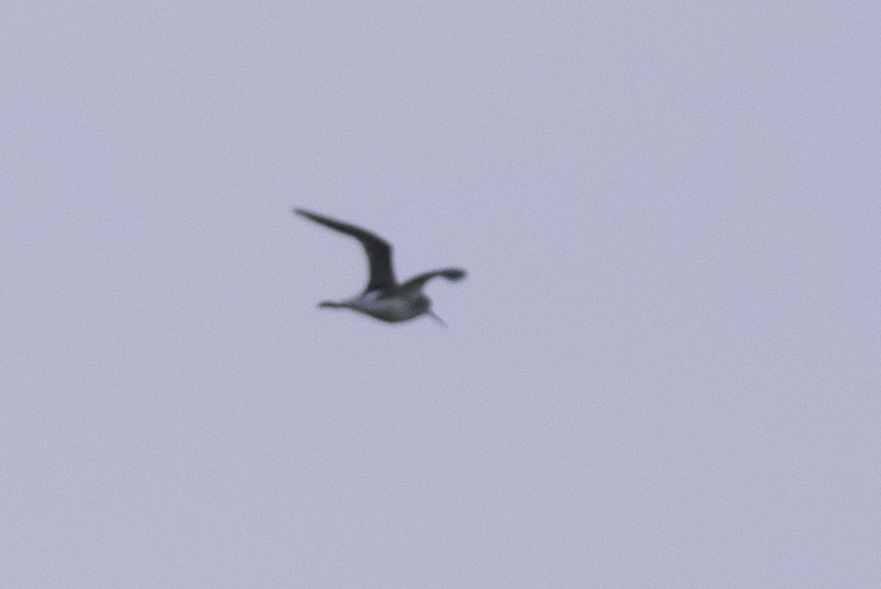 Marsh Sandpiper - Sérgio Correia