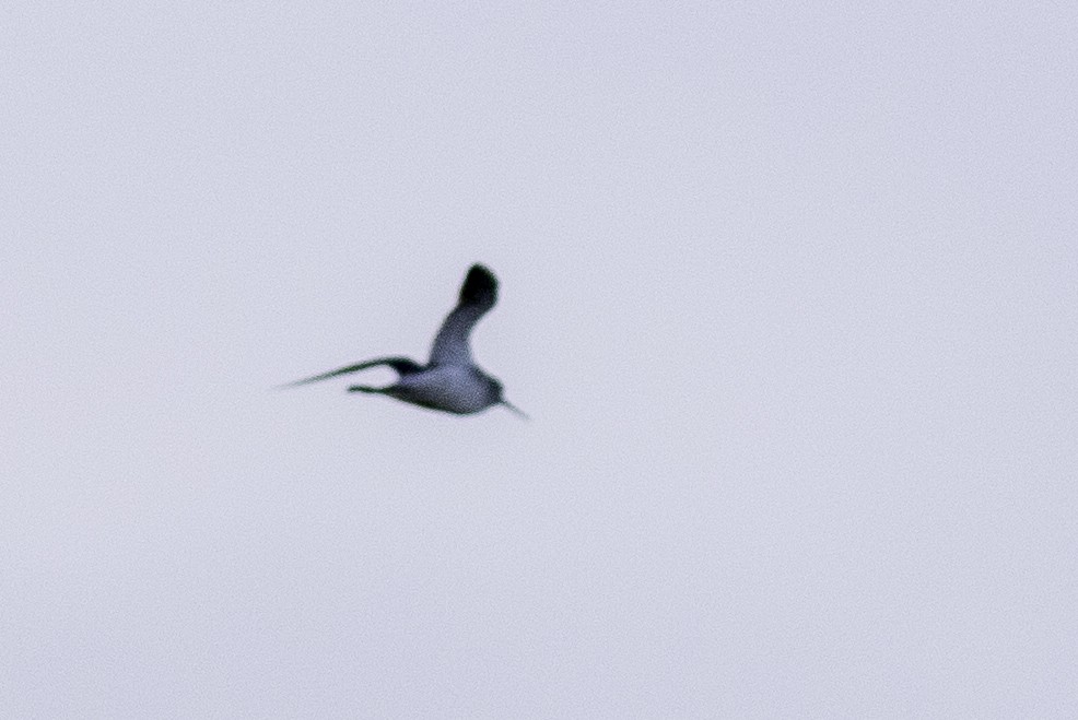 Marsh Sandpiper - Sérgio Correia