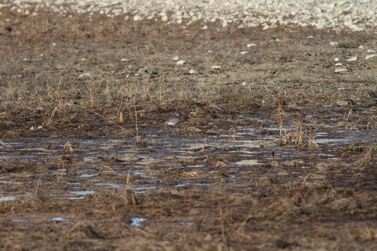 Black-bellied Plover - ML44031341