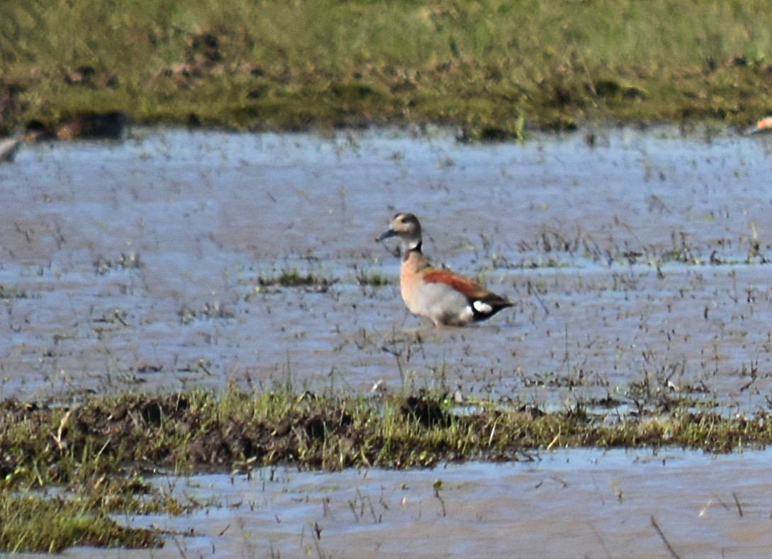 Pato Acollarado - ML440313811