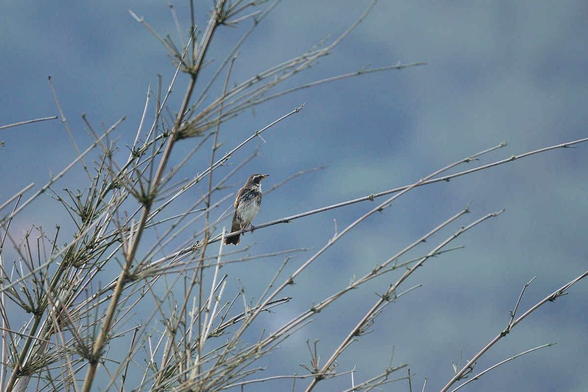 Birigarro hegalgorria - ML44031461