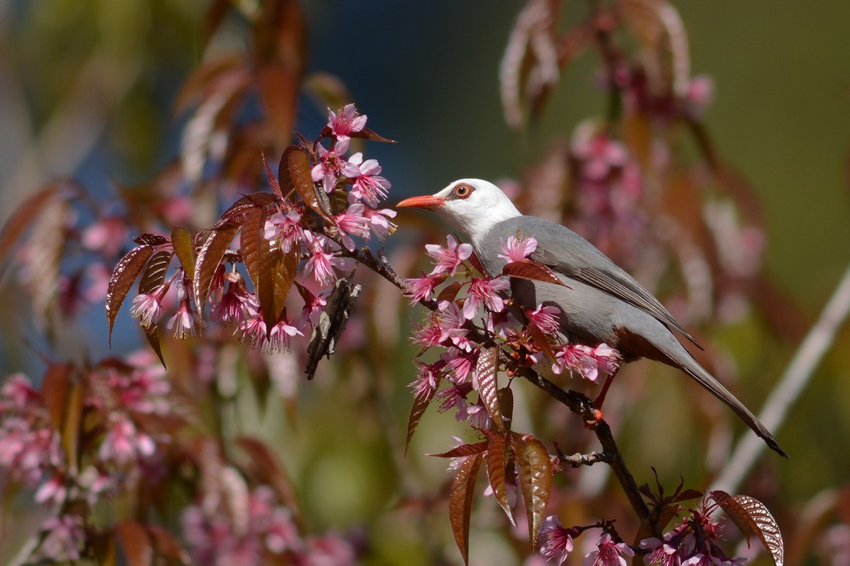 White-headed Bulbul - ML440315301