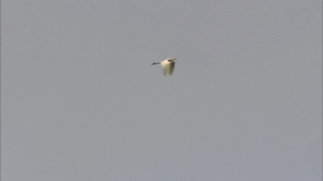 Большая белая цапля (egretta) - ML440316