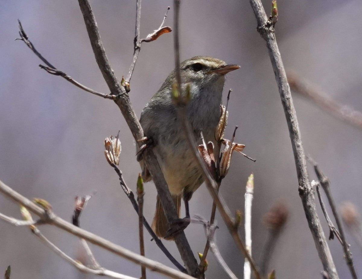 Japanese Bush Warbler - ML440316551