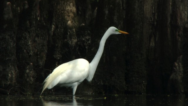 Чепура велика (підвид egretta) - ML440317