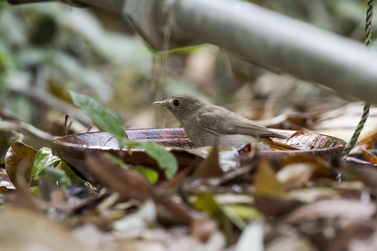 Rusty-tailed Flycatcher - ML440320211