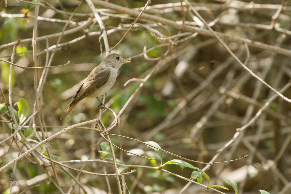 Rusty-tailed Flycatcher - ML440320241