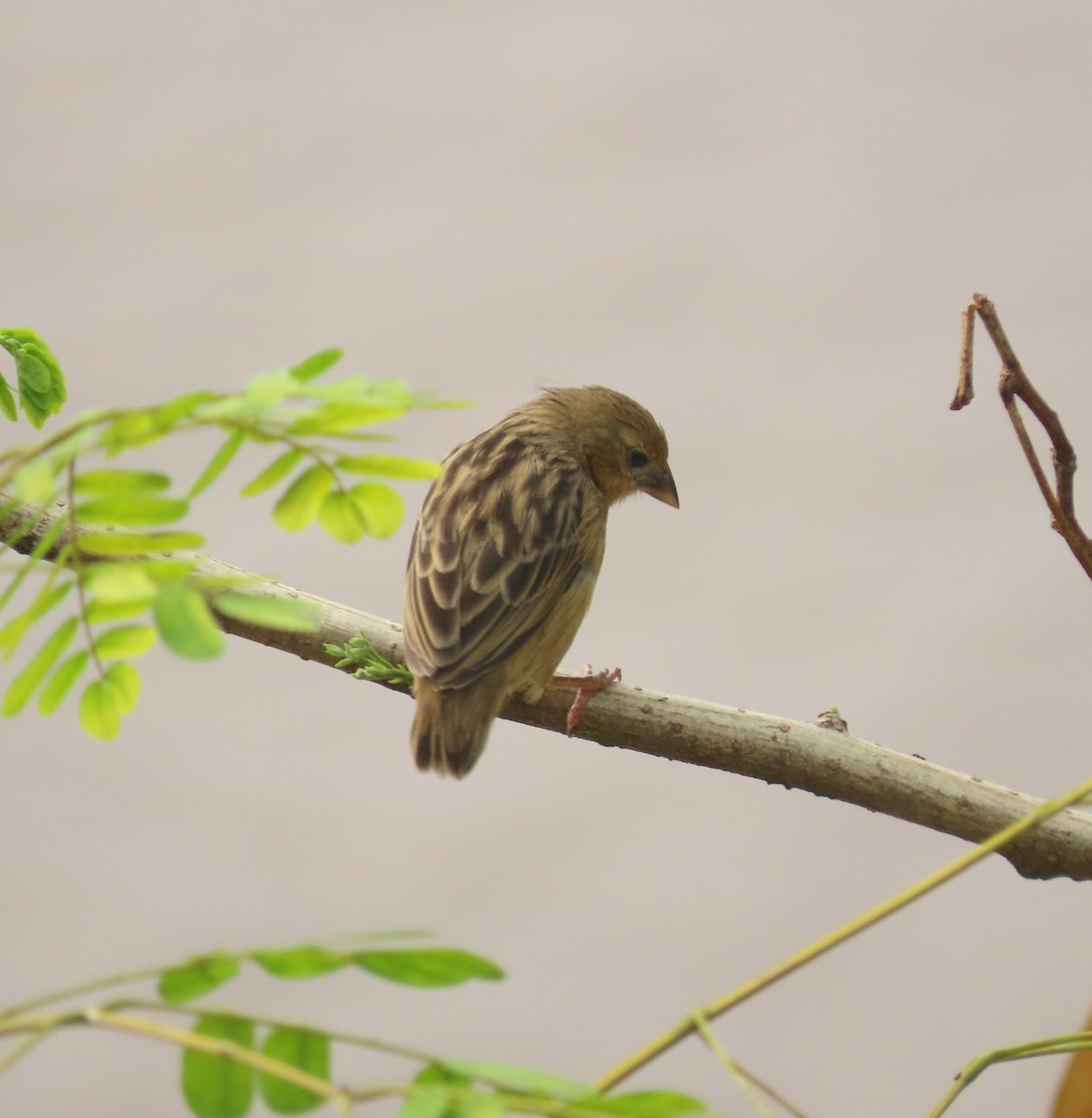 Bob-tailed Weaver - ML440320561