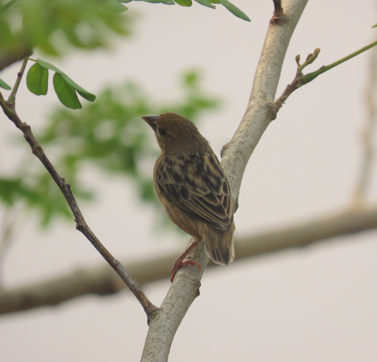 Bob-tailed Weaver - ML440320601