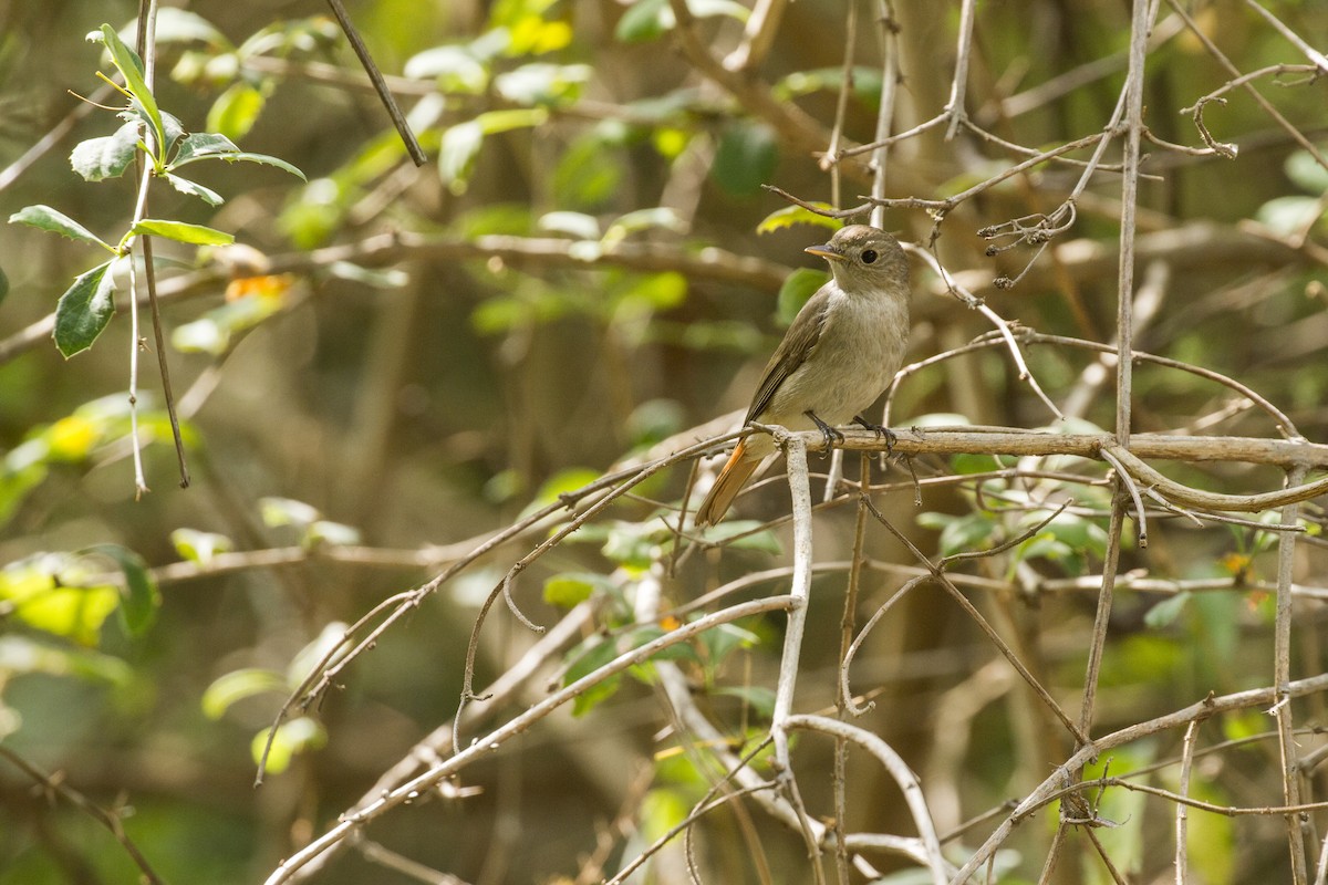 Rusty-tailed Flycatcher - ML440320881