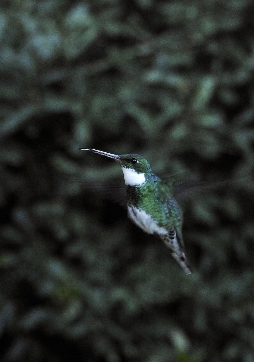 White-throated Hummingbird - ML440322461