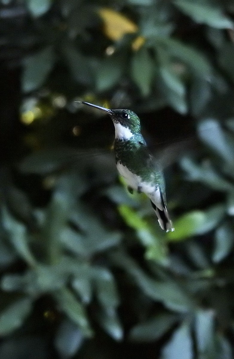 White-throated Hummingbird - ML440322471