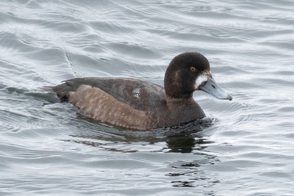 Greater Scaup - ML440322771