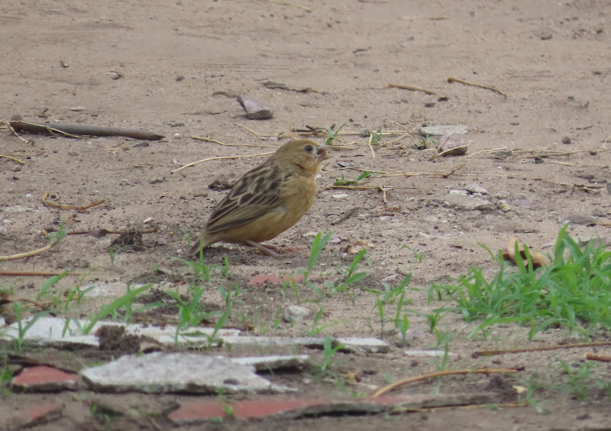 Bob-tailed Weaver - ML440322821