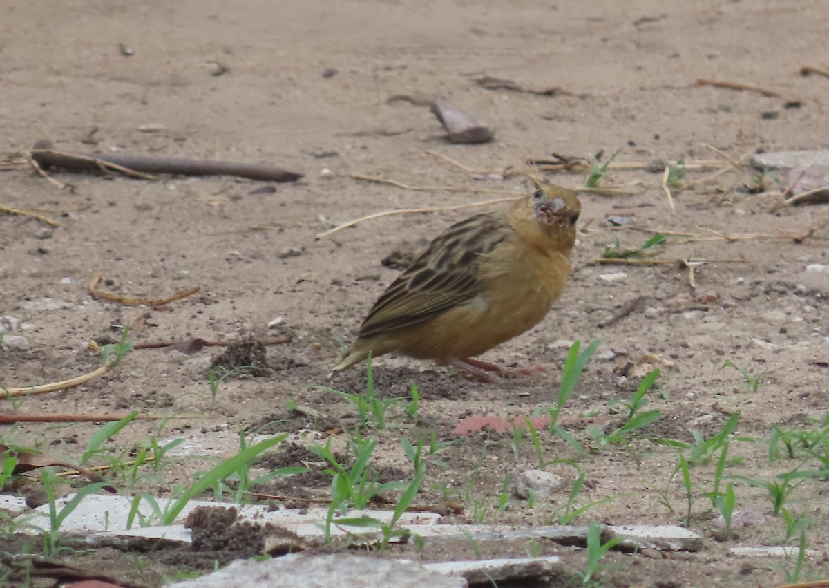 カワリオウゴンチョウ - ML440322881