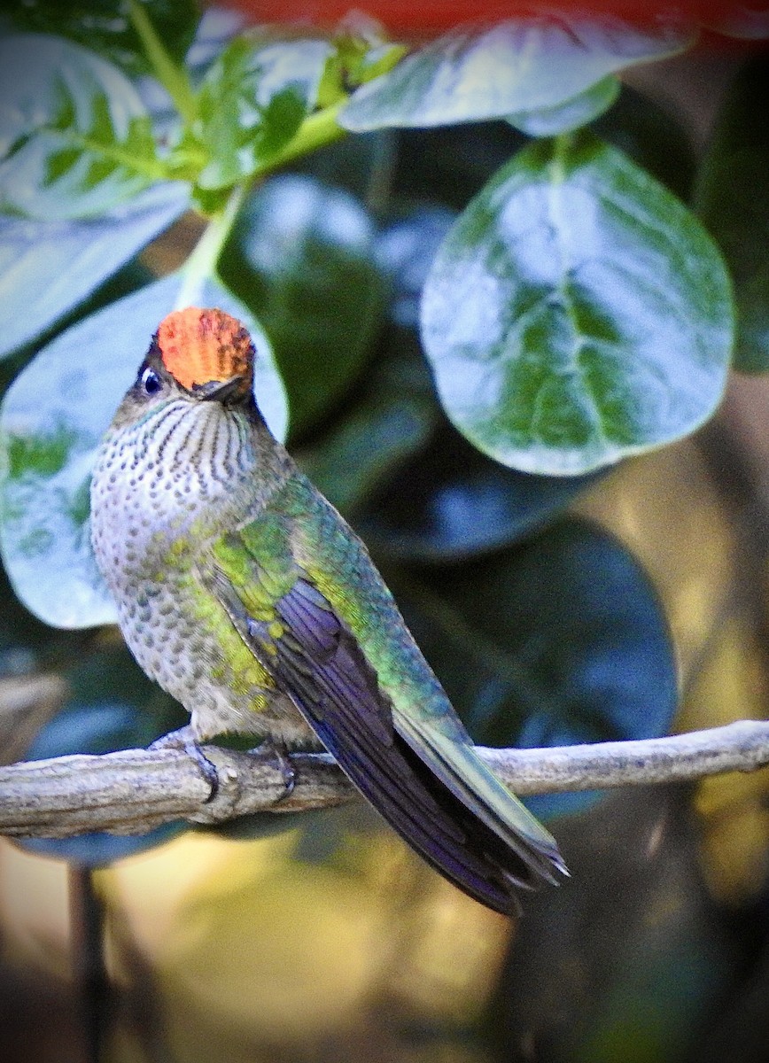 Green-backed Firecrown - ML440323071