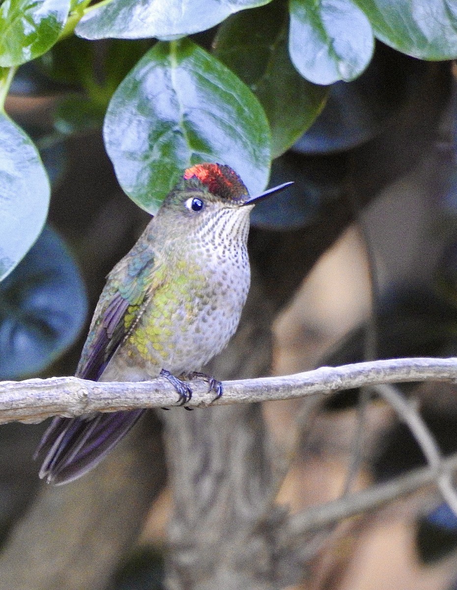 Green-backed Firecrown - ML440323091